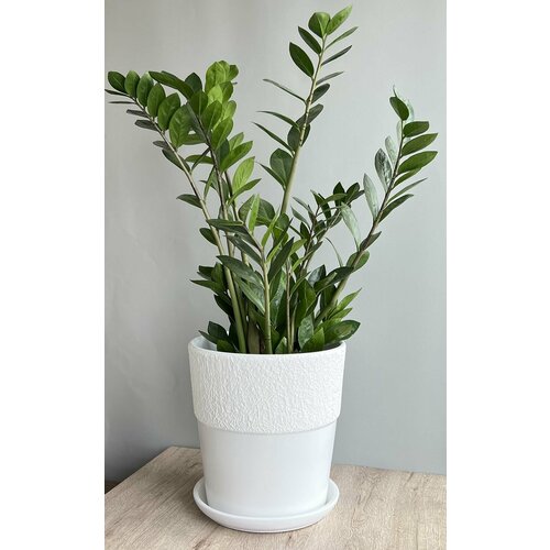 Большой напольный керамический горшок для цветов: замиокулькас, пальма, фикус.