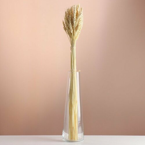 Набор сухоцветов Пшеница банч 35-40 шт длина 55-65 - 6 см выбеленный 588₽