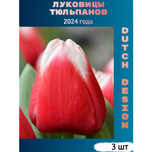 Луковицы тюльпана Dutch design (3 шт) тюльпан destination 10 луковиц