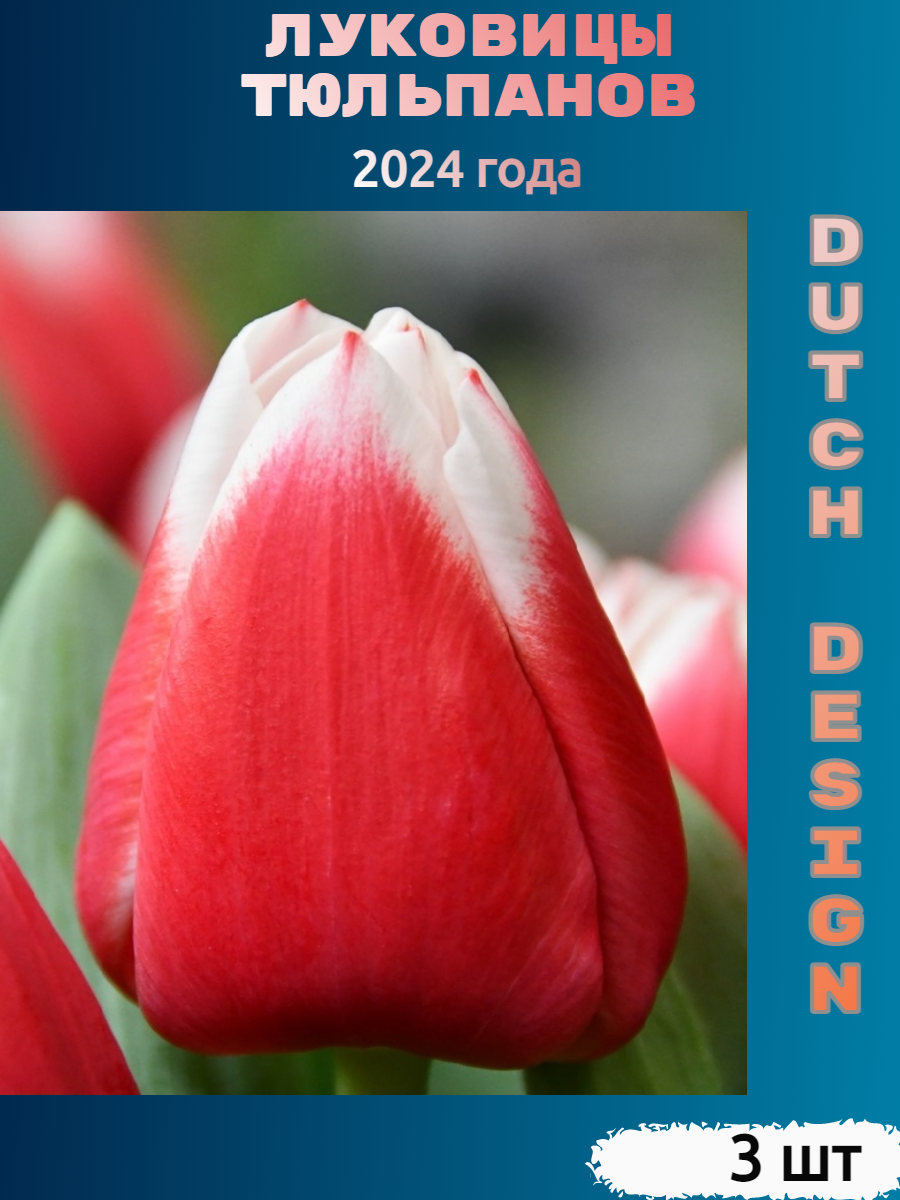Луковицы тюльпана Dutch design (3 шт)