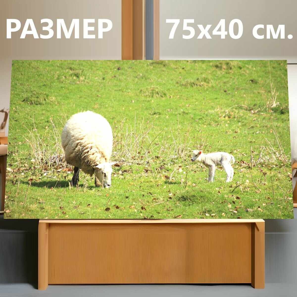 Картина на холсте "Овец, ягненок, баранина" на подрамнике 75х40 см. для интерьера