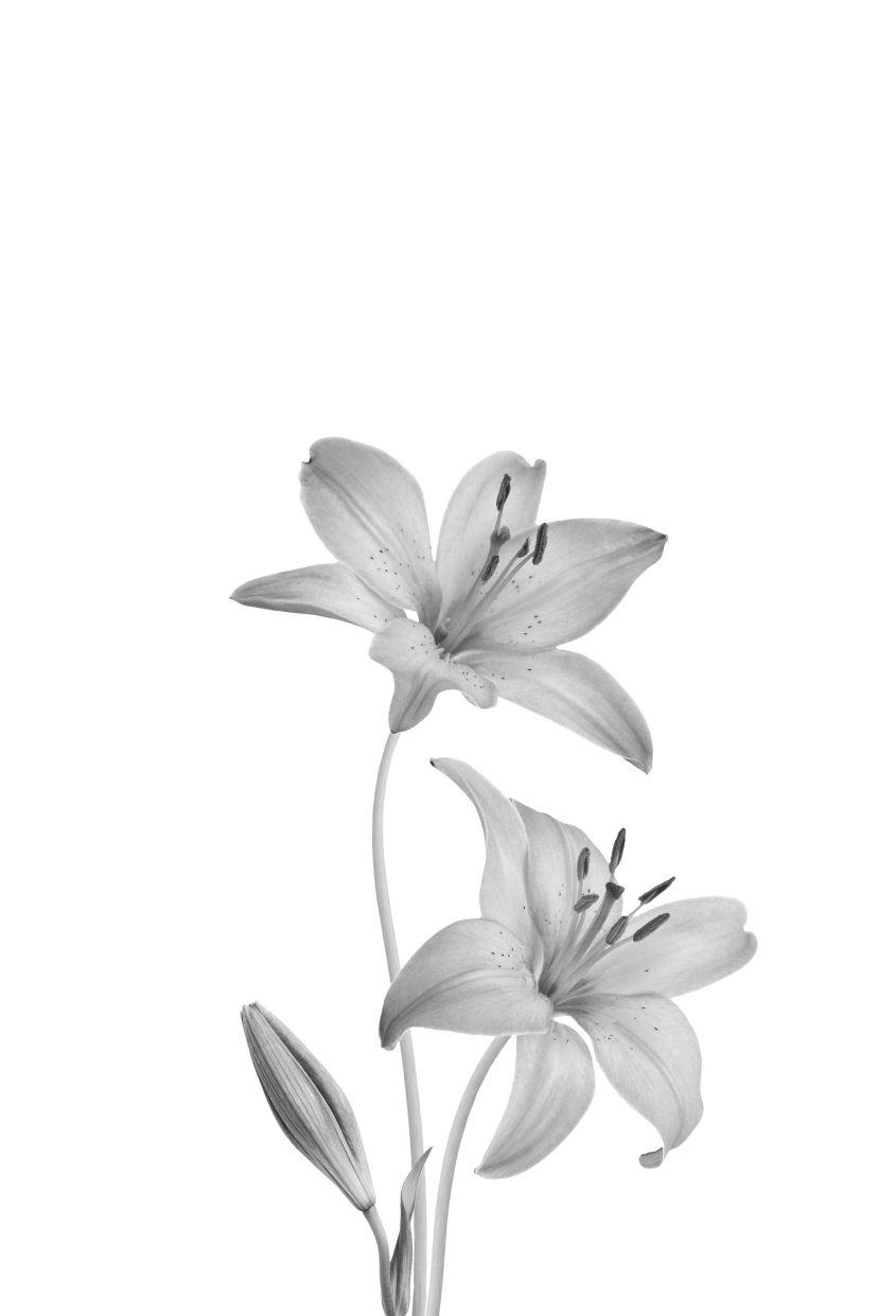 Утреннее сияние (Сара Джио) - фото №5