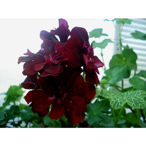 Семена Пеларгония плющелистная Атлантик Ред Вельвет 3 шт 1 упаковка