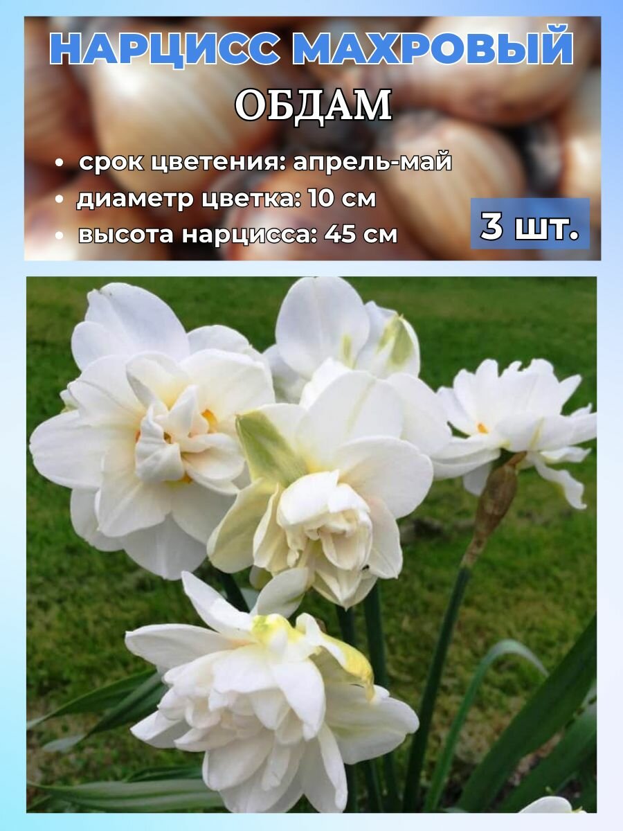 Нарцисс махровый. луковицы 3 штуки