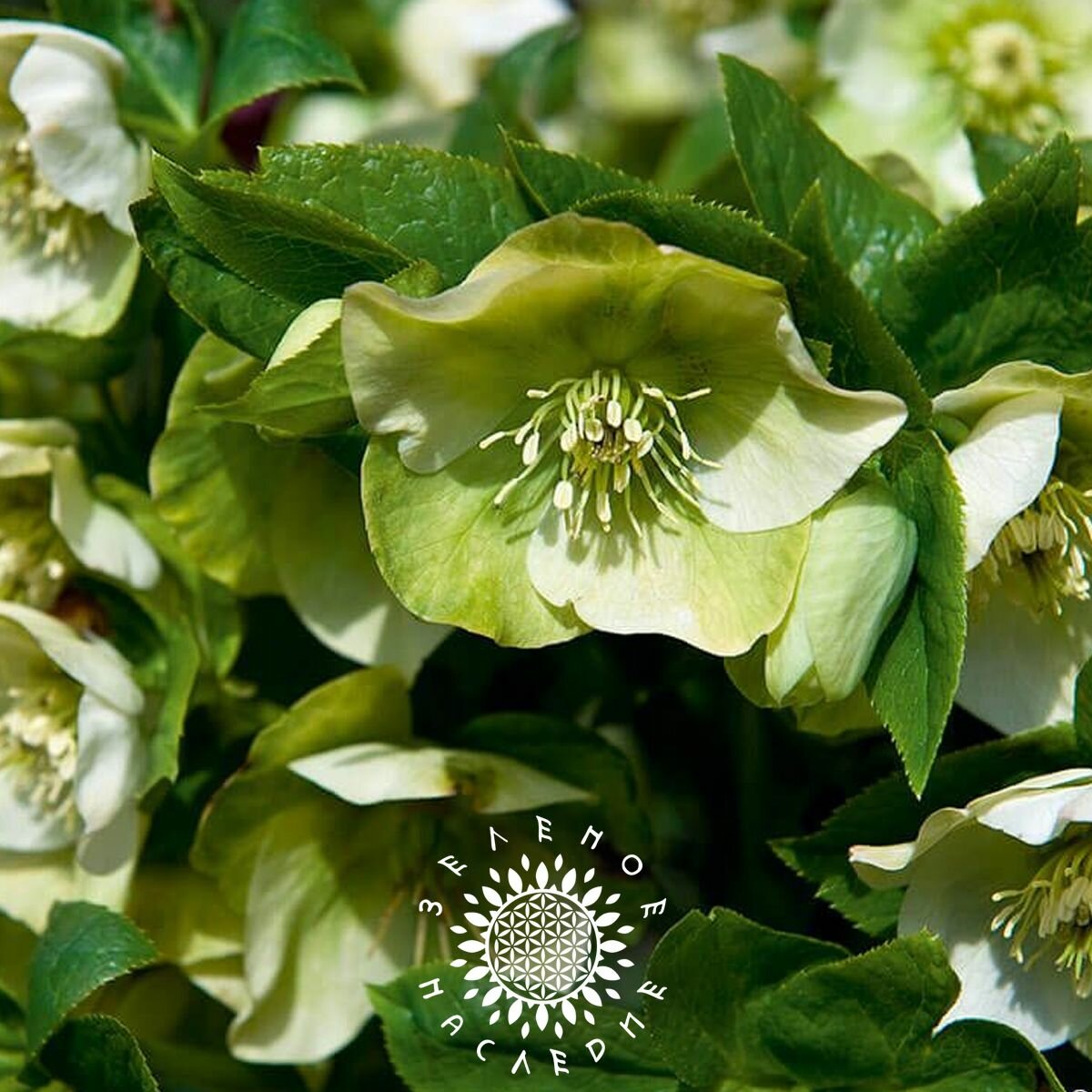 Семена Морозник восточный белый-зеленый (лат. Helleborus orientalis) 25шт от Green Legacy