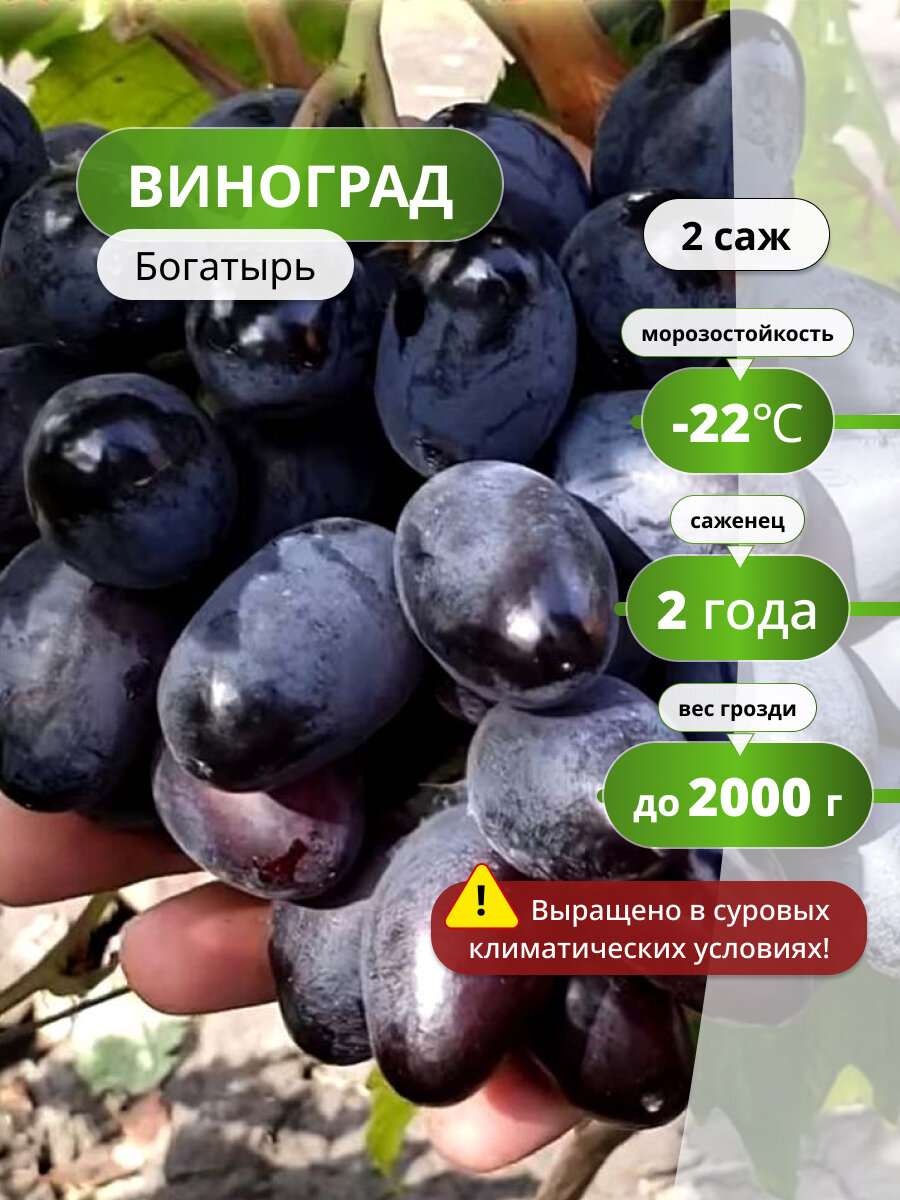 Виноград Богатырь столовый многолетние морозоустойчивый 2