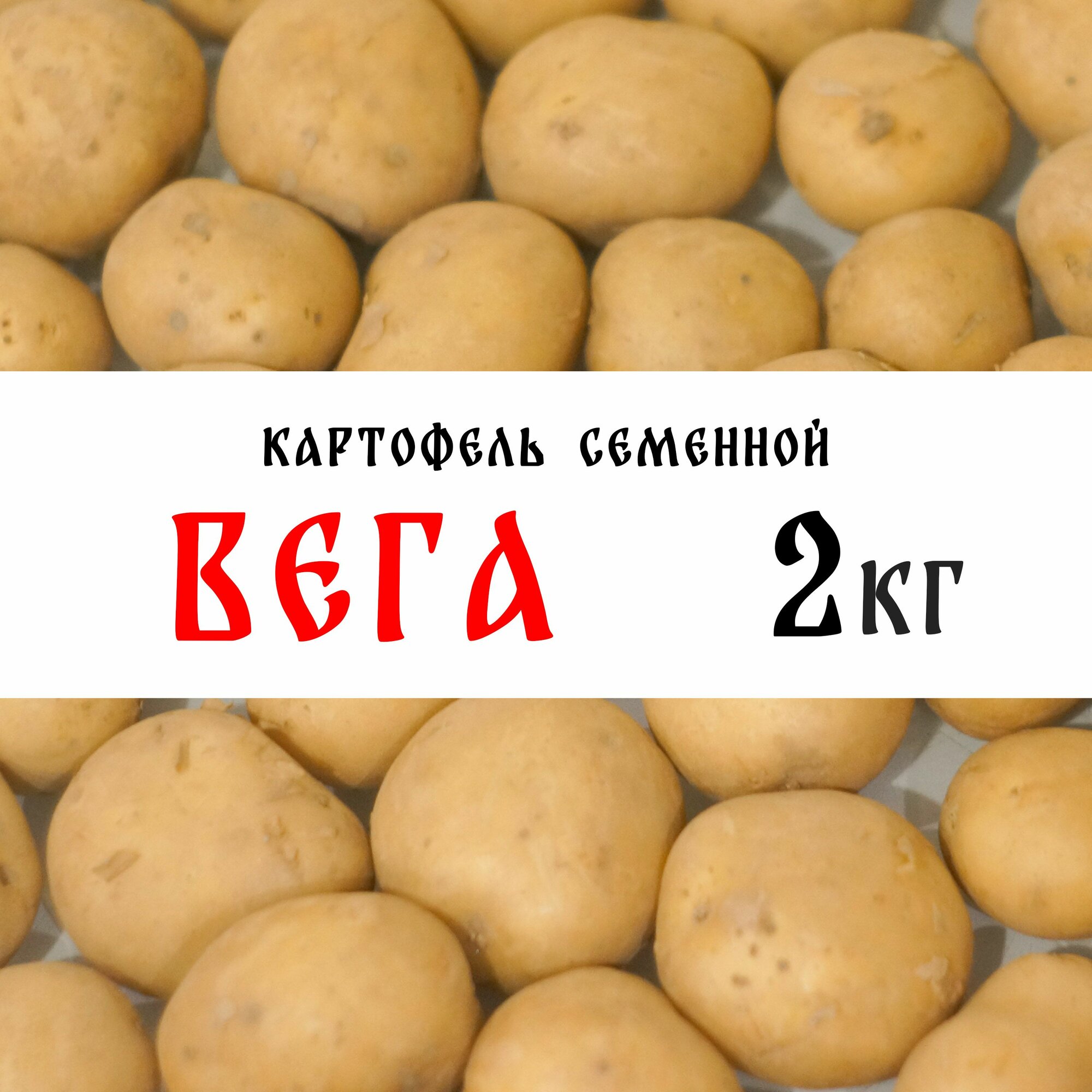 Семенной картофель сорта "Вега" 2кг, клубни, 1я репродукция