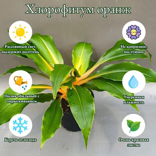 Хлорофитум Грин Оранж в цветочном горшке, диаметр горшка 12 см, комнатные растения живые, цветы в горшках живые, комнатные цветы