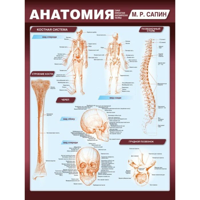 Анатомия. Самая компактная анатомическая таблица - фото №8