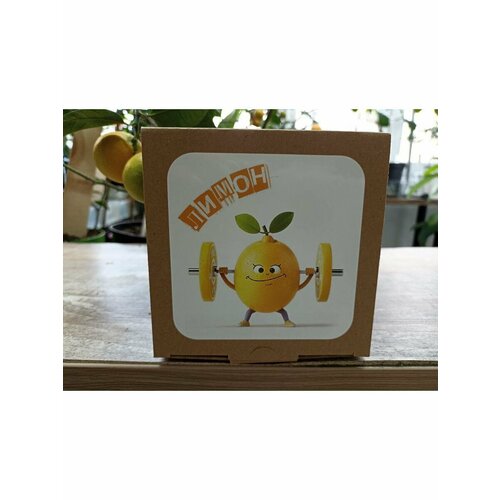 Набор для выращивания Лимон 500₽