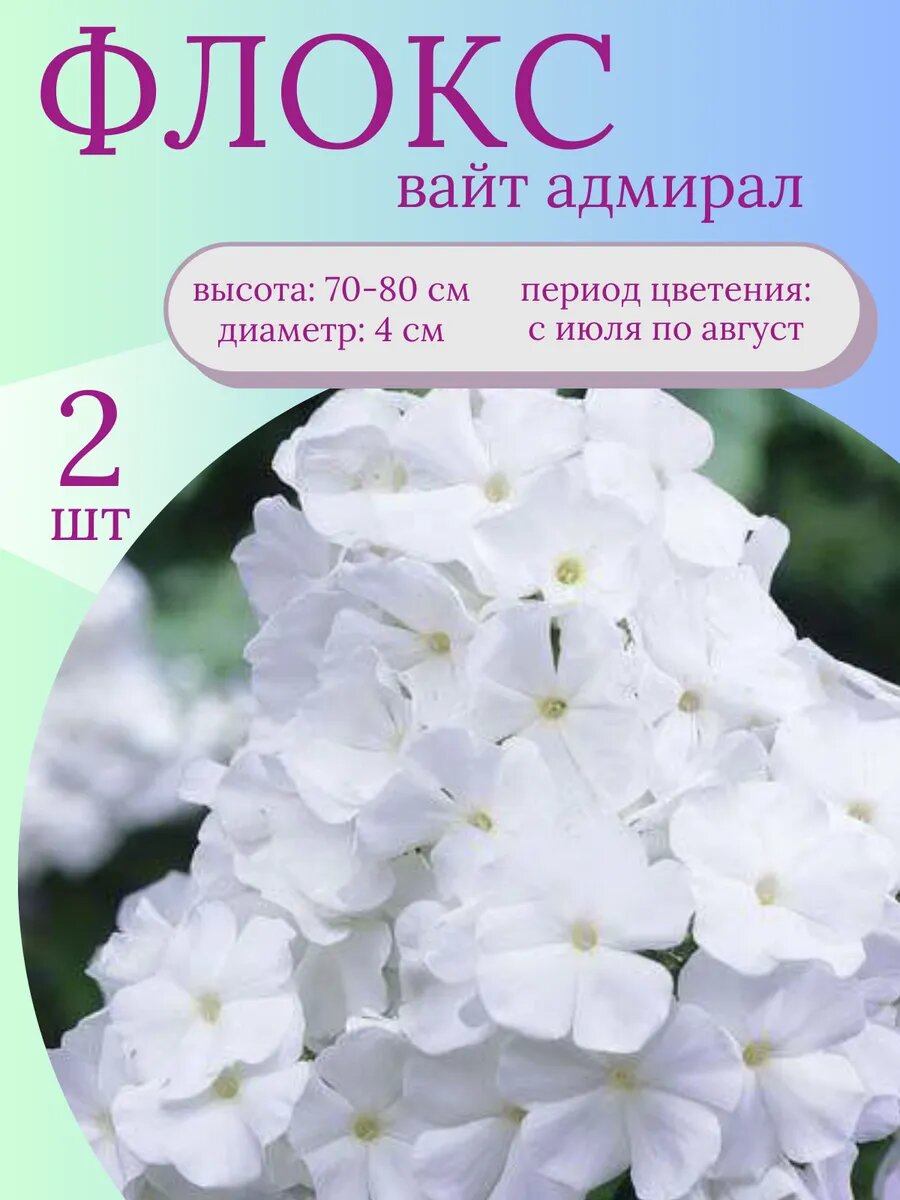 Флоксы саженцы 2 шт
