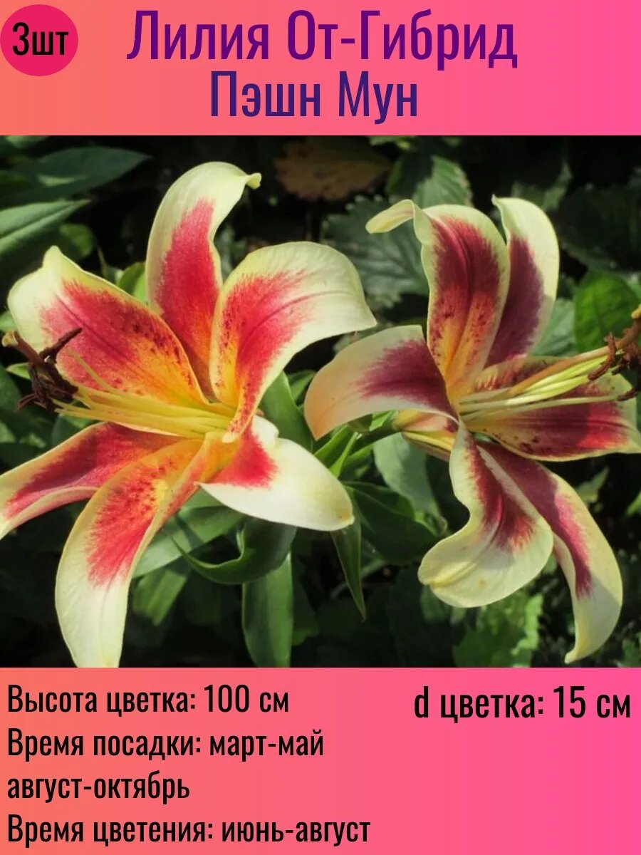 Лилии луковицы От-гибрид многолетние 3 штуки