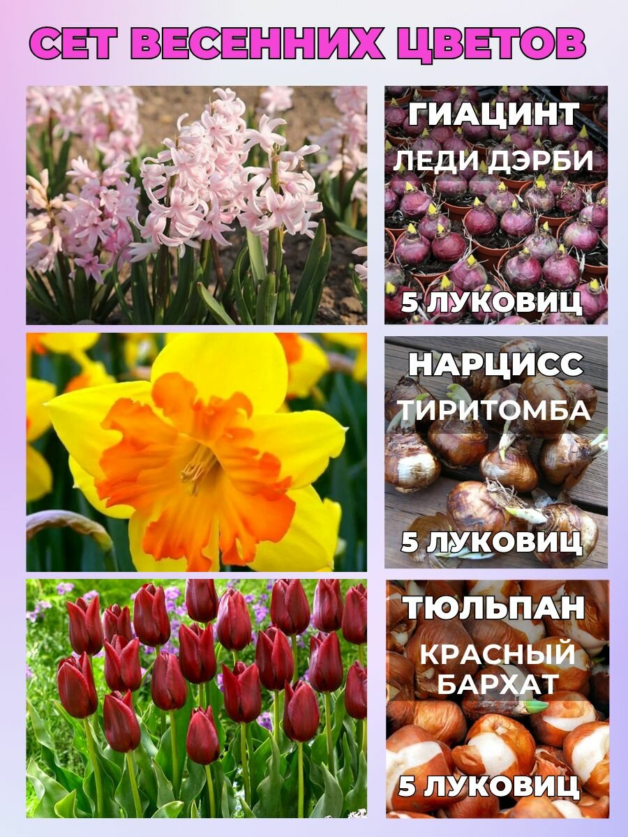 Луковичные весенние цветы сет 15 луковиц