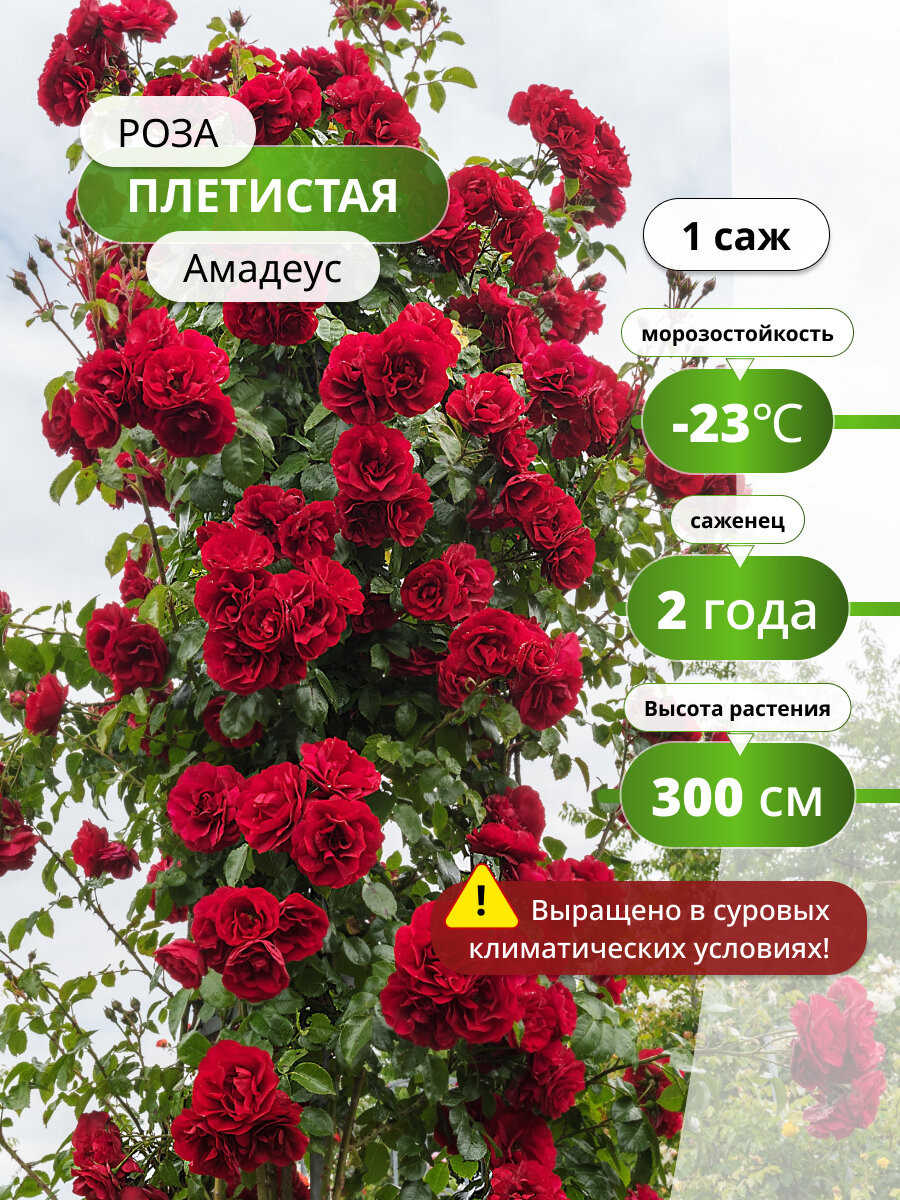 Роза плетистая "Амадеус", многолетняя, высота 300 см, красная, 1 саженец
