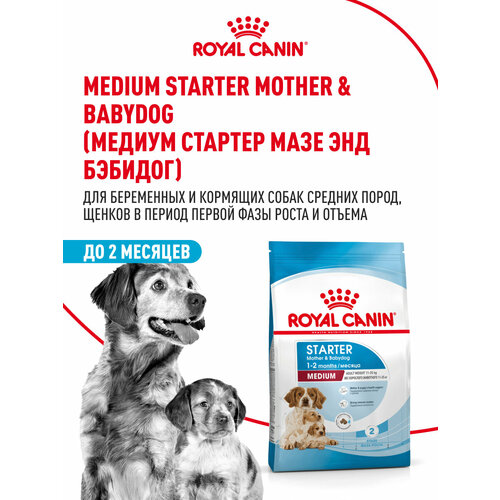 Корм для щенков средних размеров Royal Canin Medium Starter (Медиум Стартер) до 2-х месяцев, беременных и кормящих сук, 4 кг