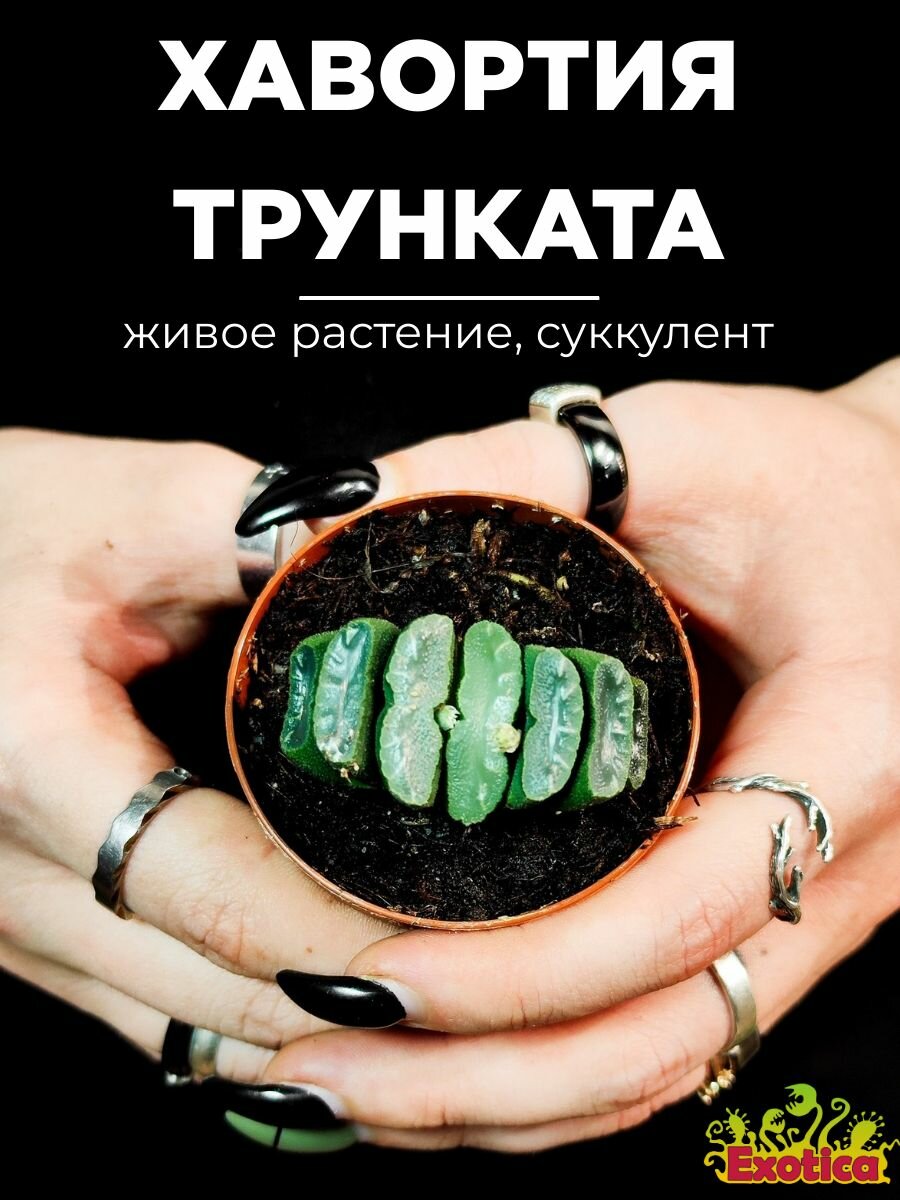 Хавортия Трунката (Haworthia Truncata) D5см растение в горшке