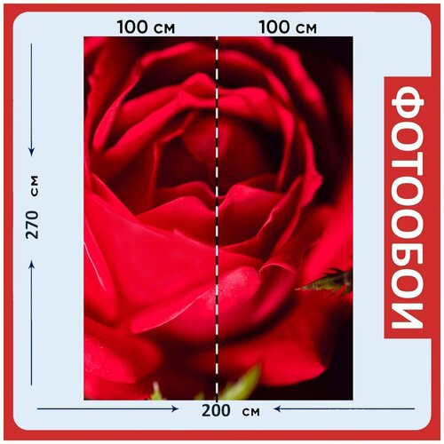 Фотообои Роза красный цветок 200x270 см флизелиновыена стену 2940₽
