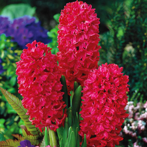 Луковицы цветов, botanica garden, гиацинт скалет перл, 4 штуки