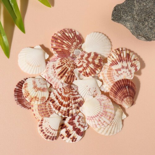 Ракушки природные декоративные Гребешок набор 100 гр 390₽