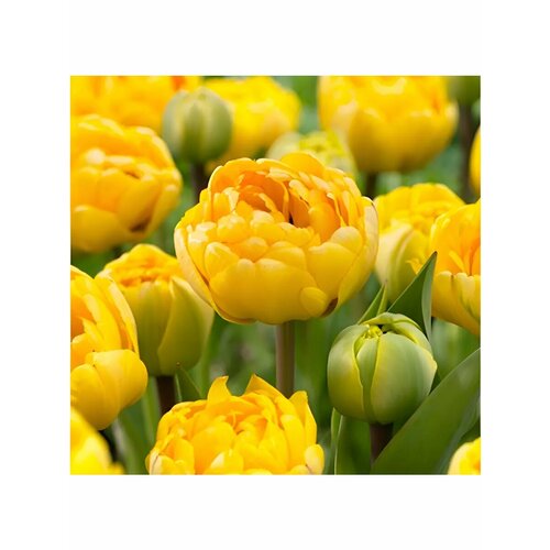 Тюльпан пионовидный Желтые помпоны 1214 2 упаковки по 5 шт 1130₽