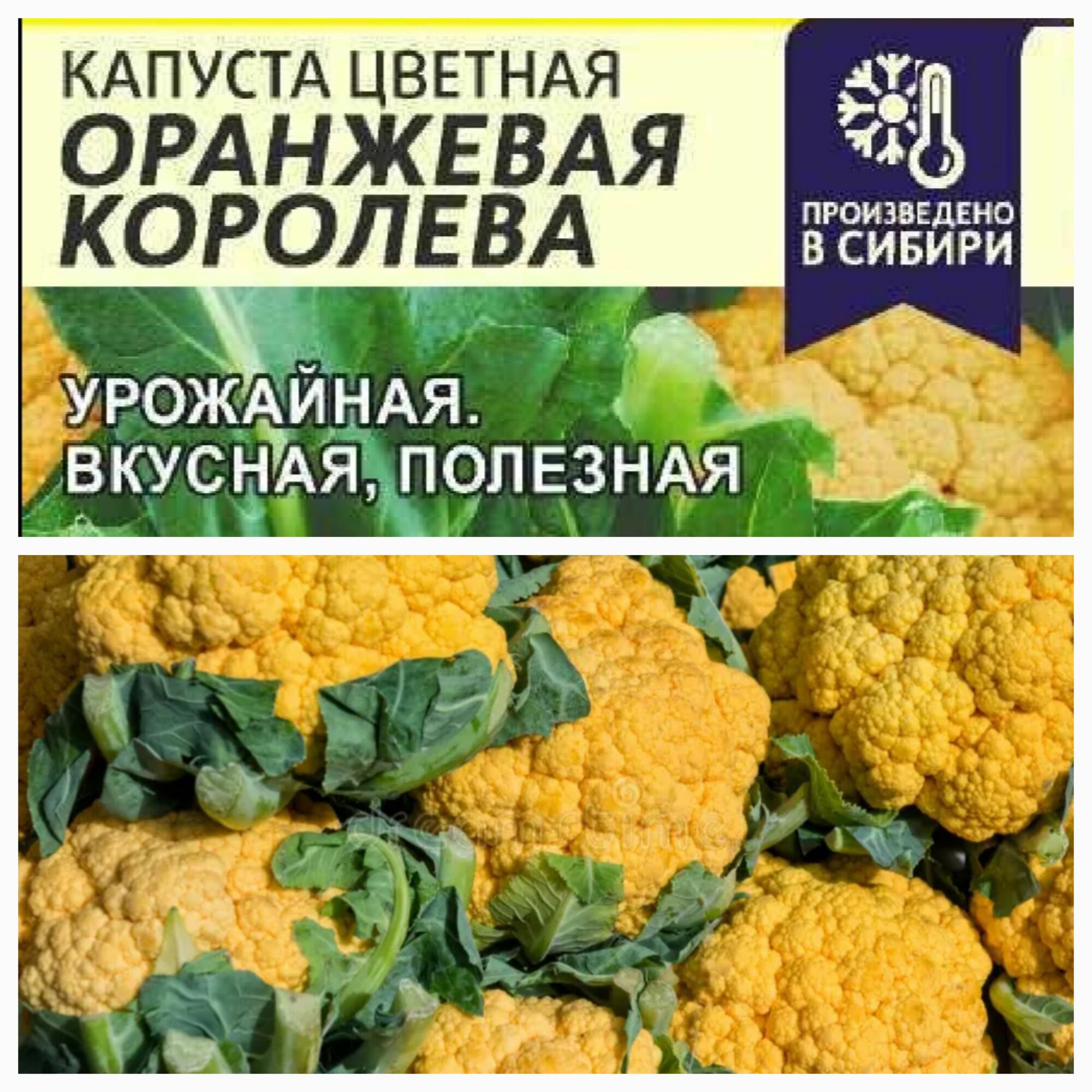 Капуста Цветная оранжевая королева урожайная. 0.3 г Сем. Алт.
