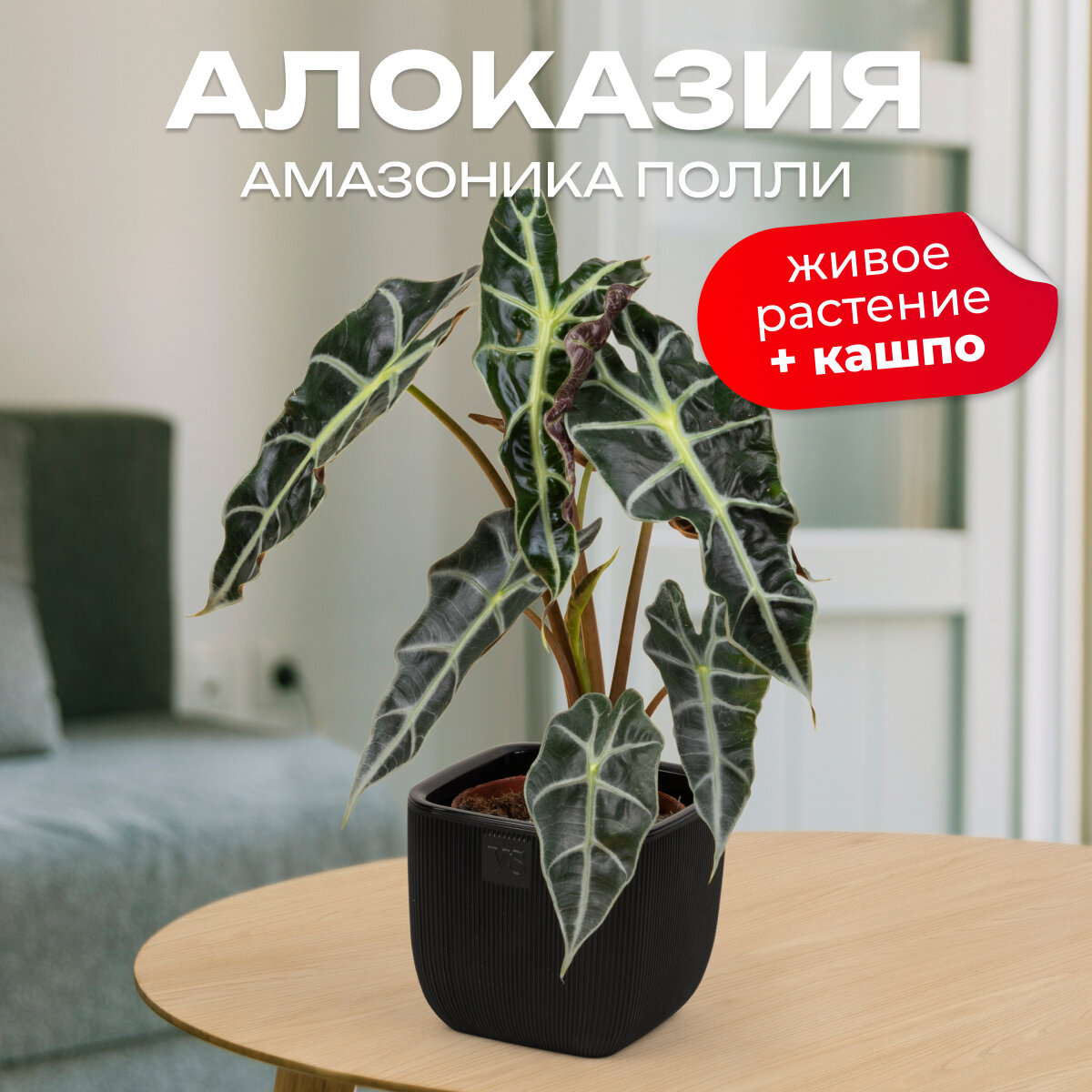 Алоказия амазоника полли высота 30 см в кашпо Фабио VipSet 1.9л цвет черный