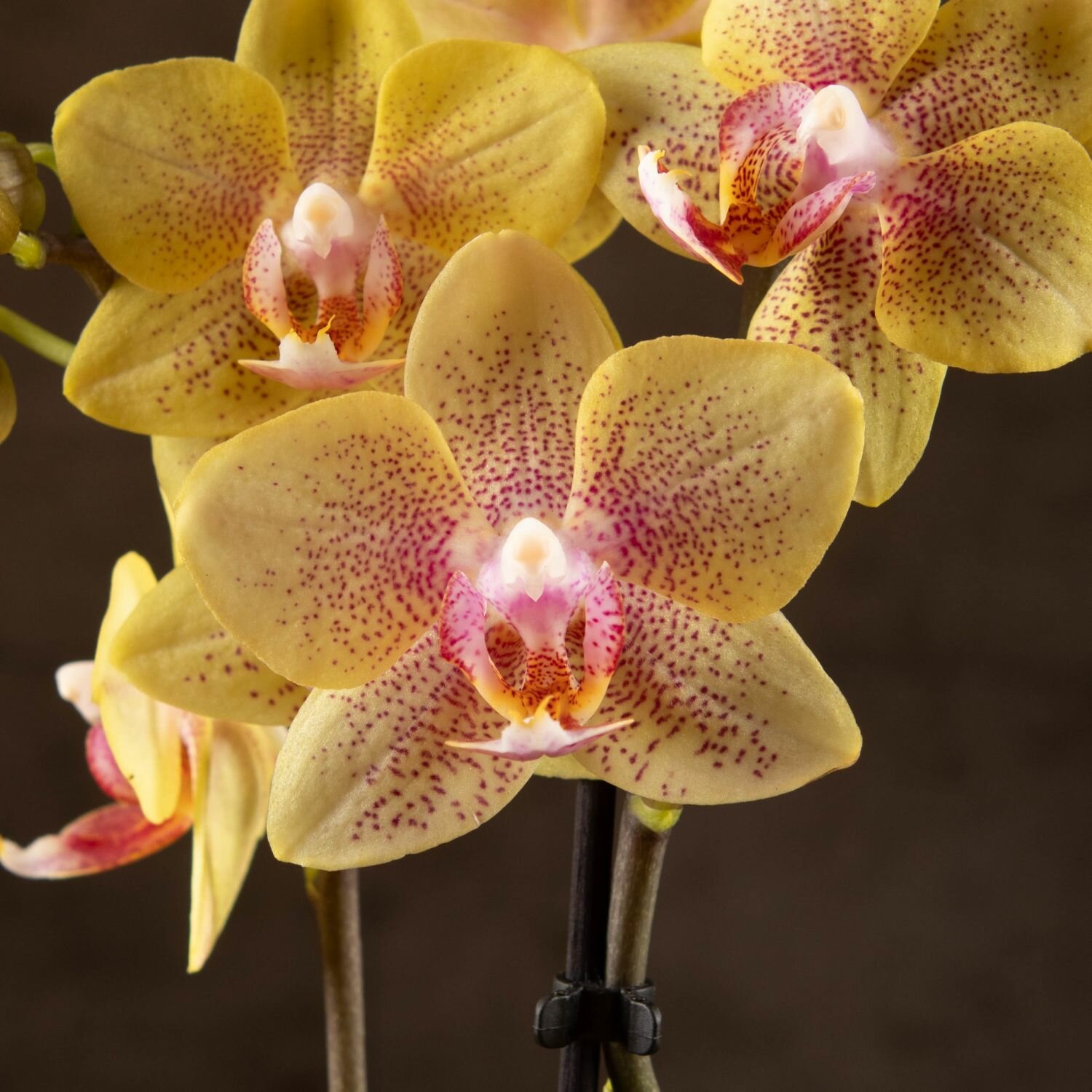 Орхидея Фаленопсис мини Помпей D7