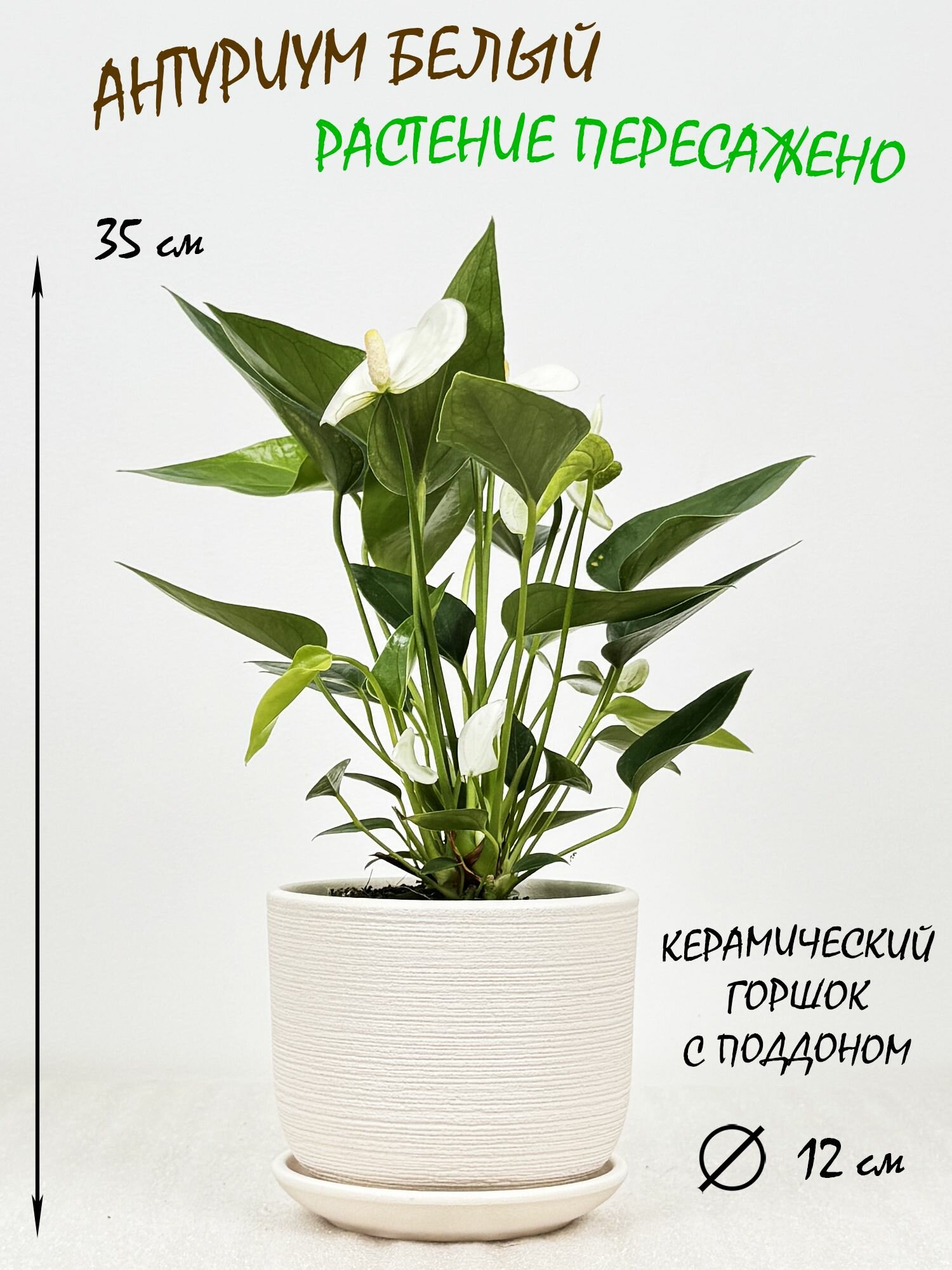Антуриум белый в белом керамическом горшке с поддоном высота 30-35см