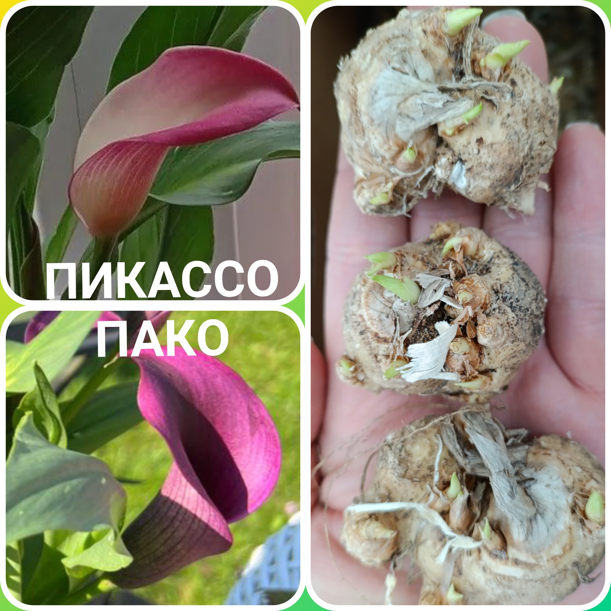 МИКС двух сортов калл Пикассо и Пако (в упаковке 2 клубня)