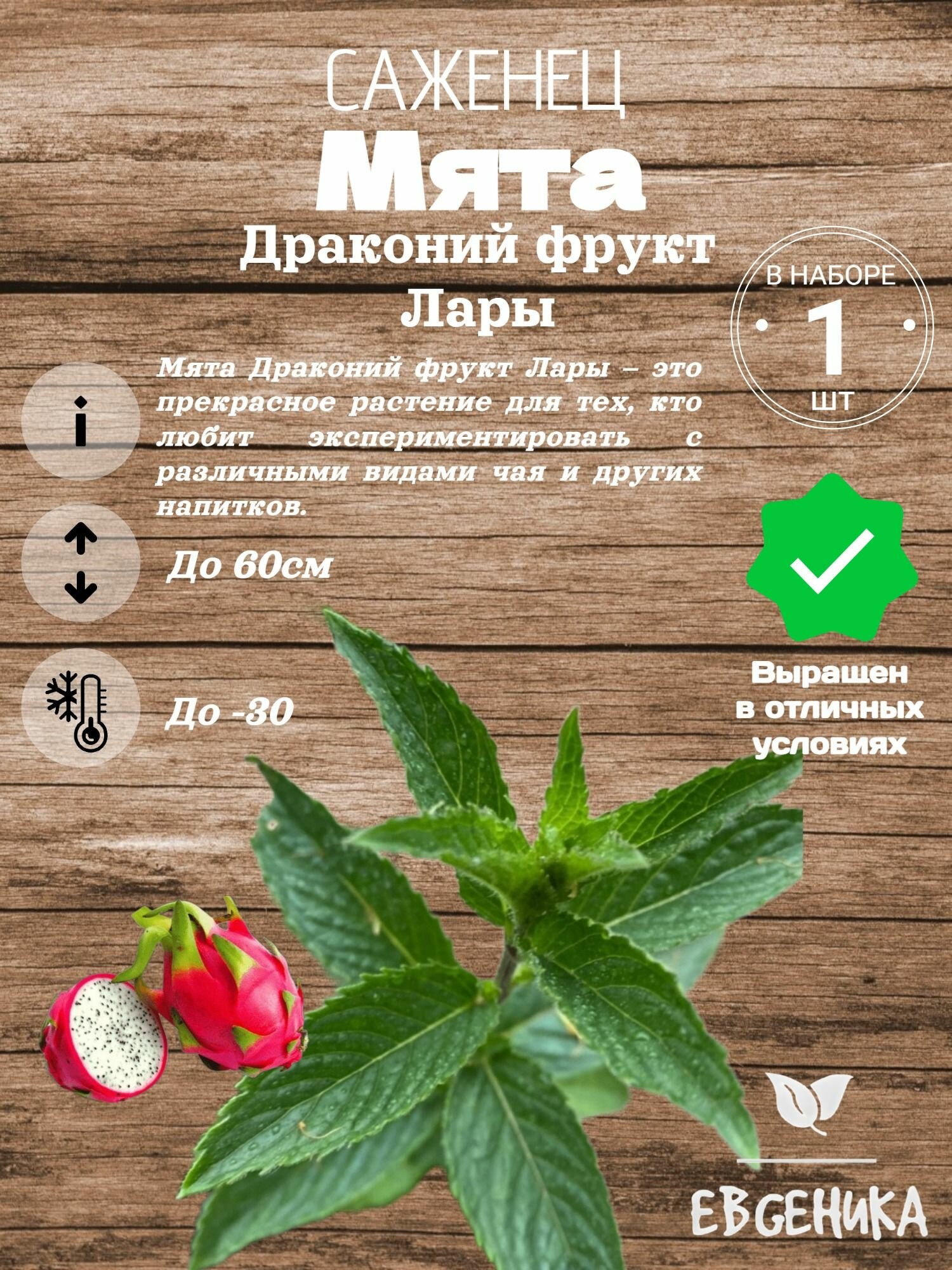 Мята Драконий фрукт Лары
