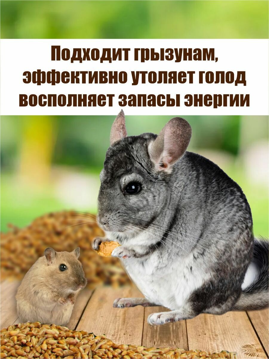 Корм для домашних птиц и грызунов — фото 1
