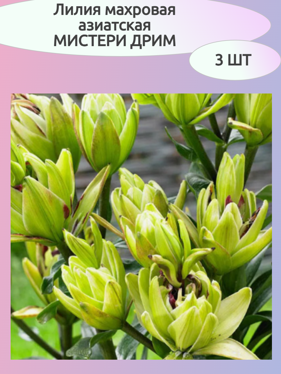 Лилия махровая азиатская Мистери Дрим (3 шт)