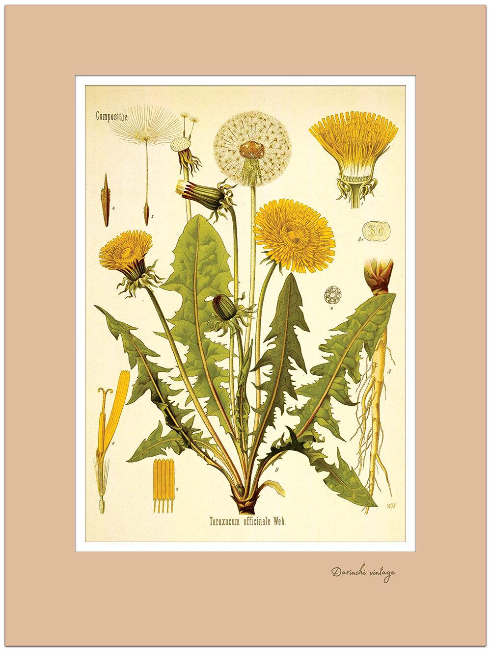 Постер одуванчик с двойным паспарту 300*400 mm