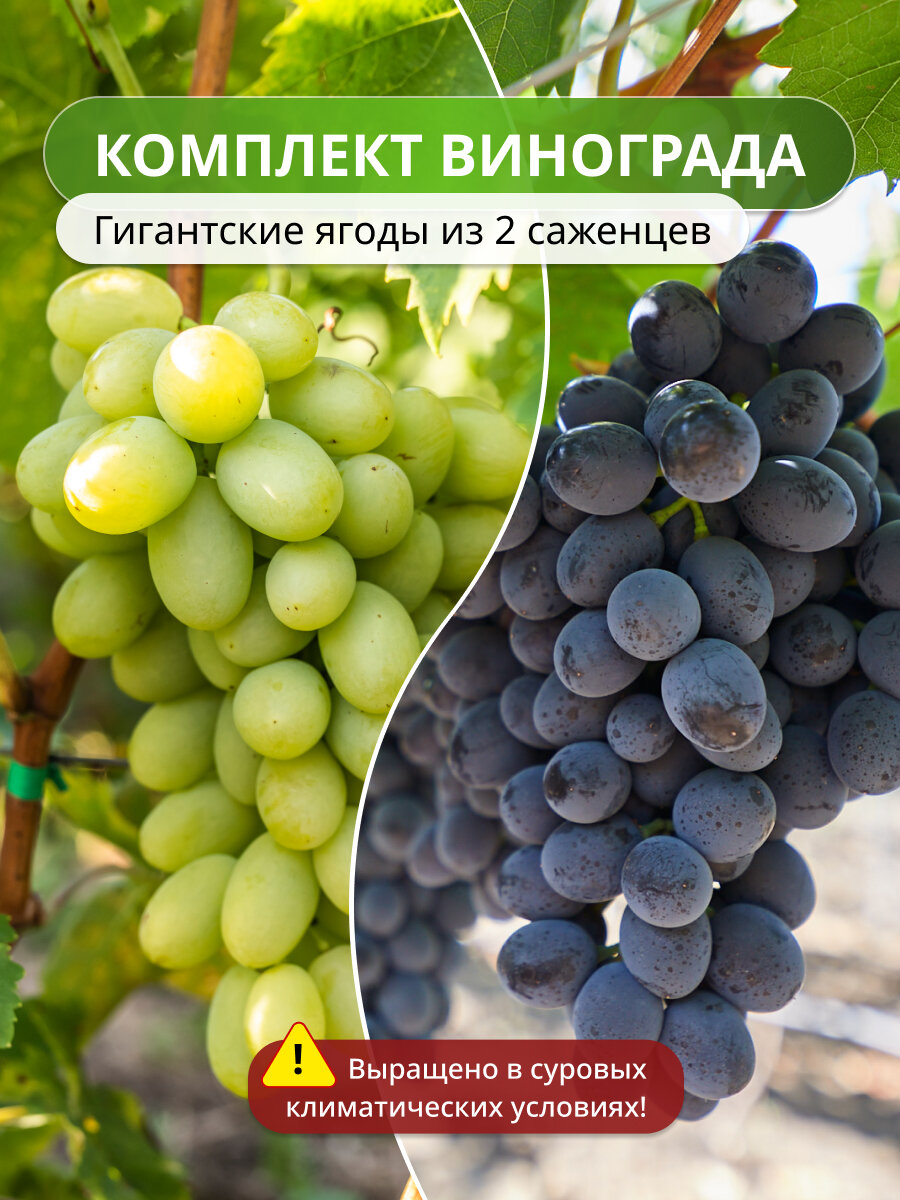 Комплект винограда Гигантские ягоды из 2 саженцев, морозостойкий, многолетник, 2 шт