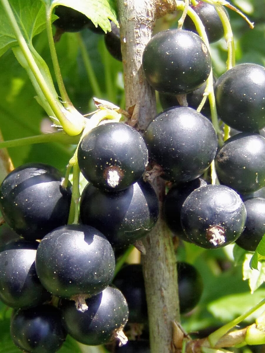 Смородина черная Биг Бен 2 шт морозостойкая многолетняя 15 - 2 года