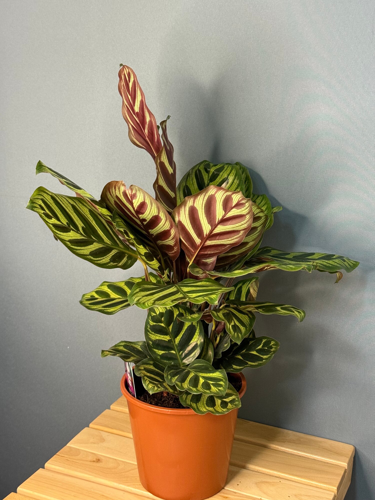Калатея макояна  Calathea    экзотическая красота с полосатыми листьями