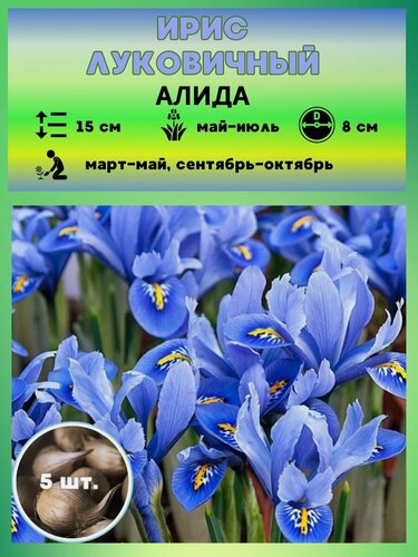 Изображение товара Ирис луковичный 5шт.