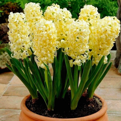 Луковицы Гиацинта Джипси Принцесс ( 2 шт )