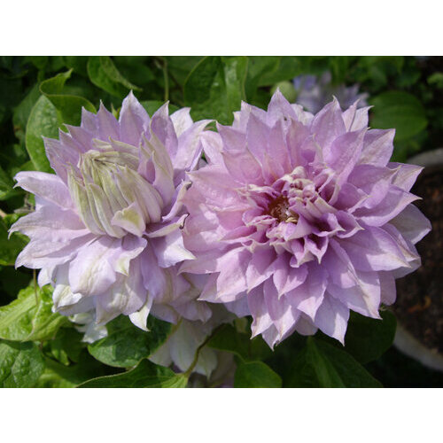 Семена Клематис крупноцветковый Бель оф Вокинг 0,05 г 1 упаковка