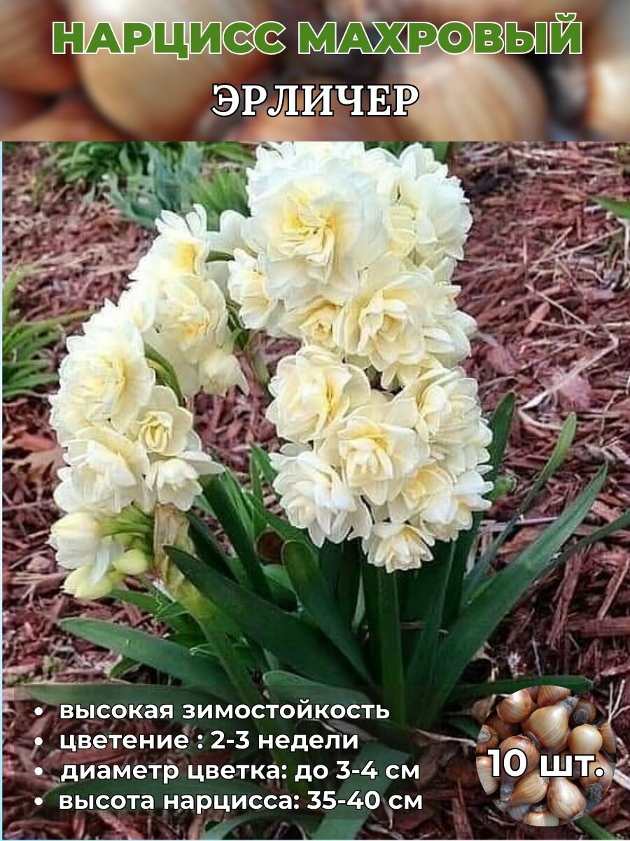 Нарцисс махровый луковицы 10 штук