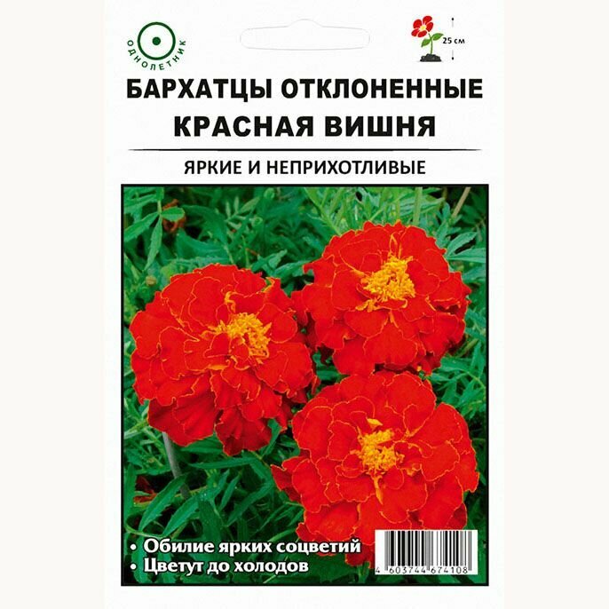 Бархатцы Красная Вишня (1 уп: 100 семян)