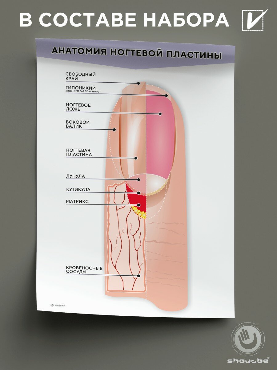 Набор плакатов "Ногти", в наборе 4 шт, формат А3 — фото 1