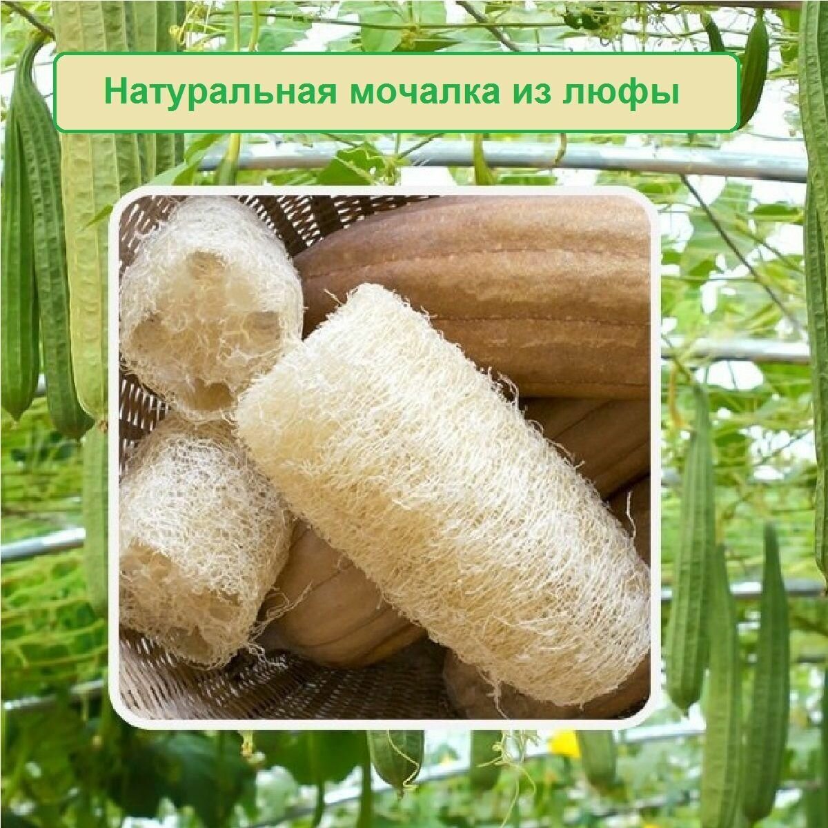Мочалка массажная натуральная из люфы