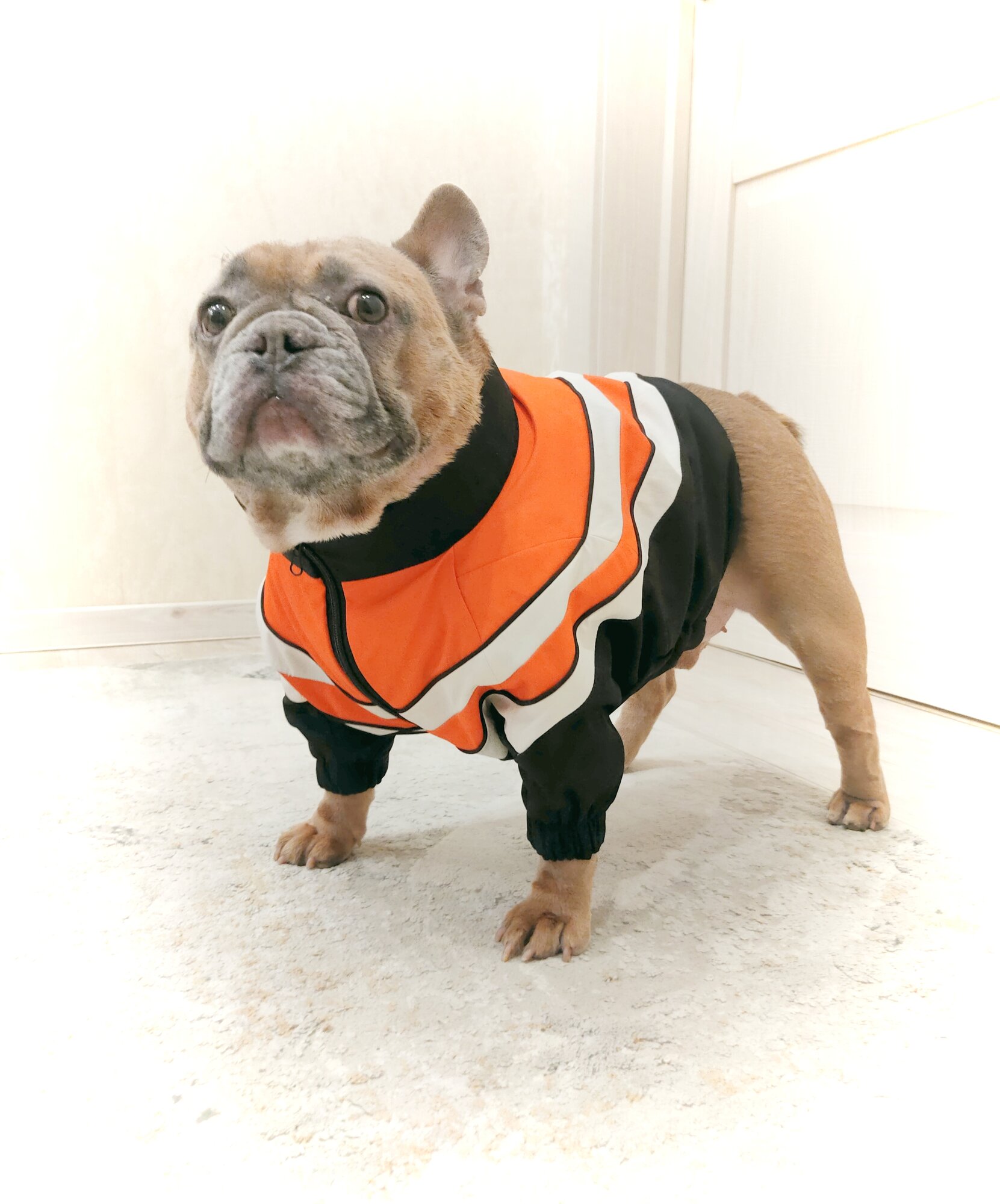 Одежда для собак/Куртка для собак средних пород/ Ветровка пыльник спортивная средних пород оранжевая/молочная/чёрная. Для собак средних пород. Размер XL