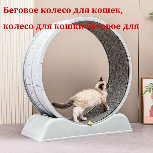 Беговое колесо для кошек, колесо для кошки беговое для тренировки кошки,80 см