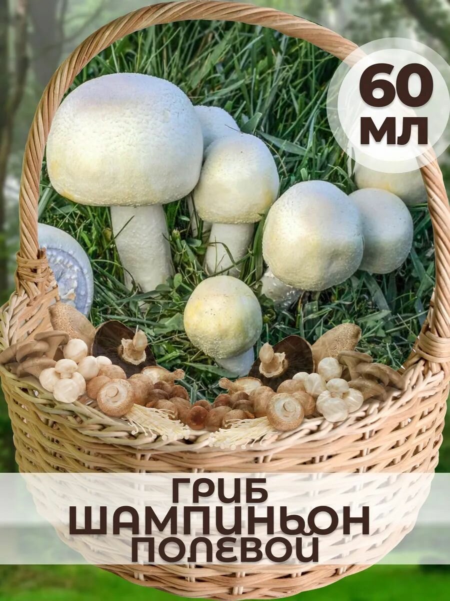 Мицелий грибов 