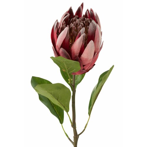 Протея 21x10x67см 2130₽