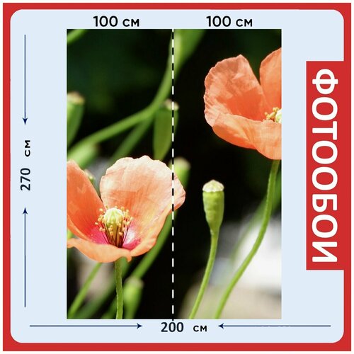 Фотообои Мак оранжевый цветы 200x270 см флизелиновыена стену 2960₽