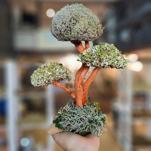 Фигурка дерева с кронами цетрарии серебристый, бежевый, коричневый, зеленый