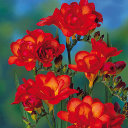 Луковицы Фрезии Красная 10 шт 429₽